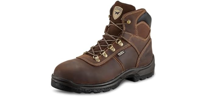 Irish Setter Ely 6